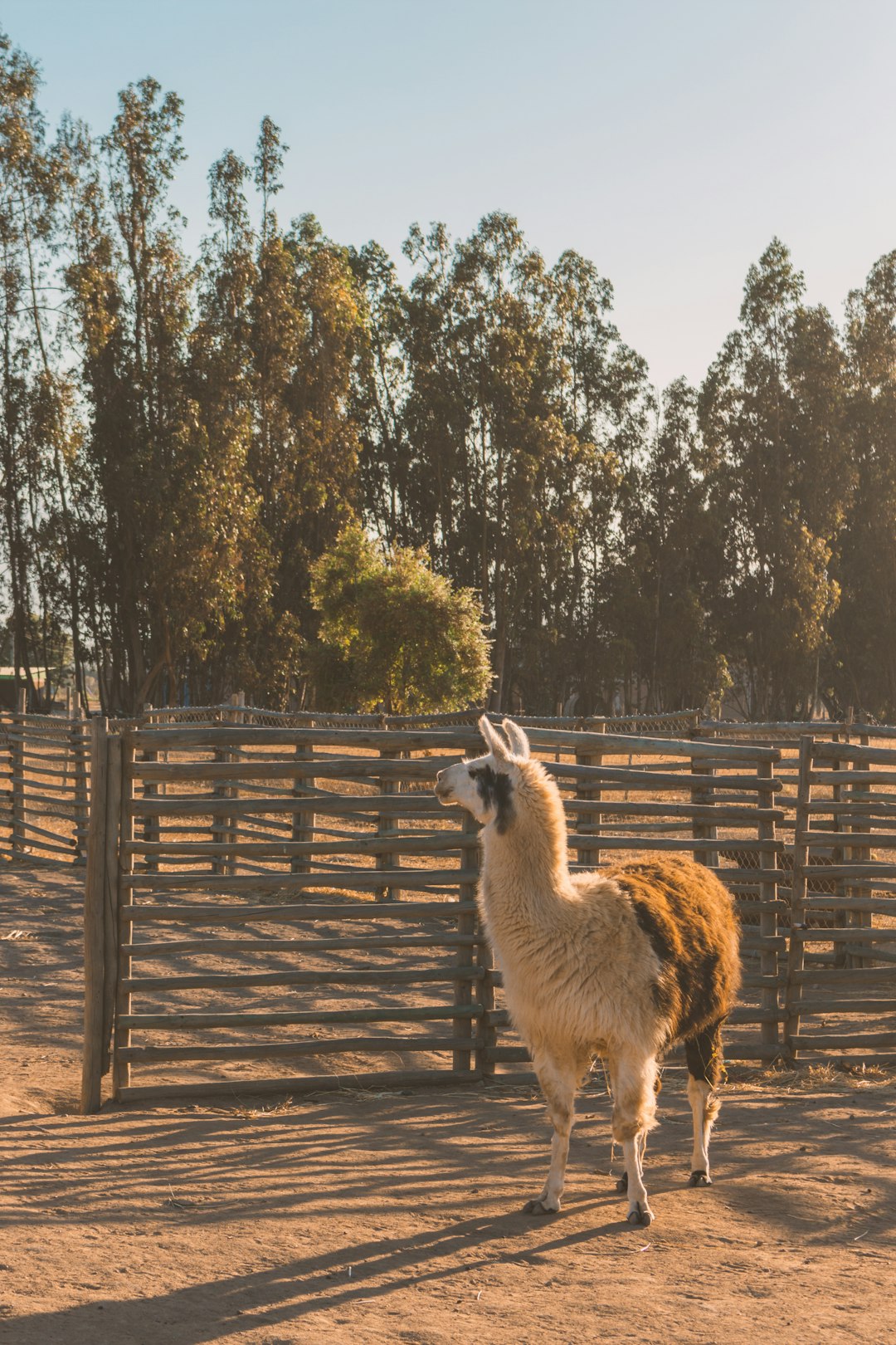 Wildlife photo spot Casablanca Santiago Centro