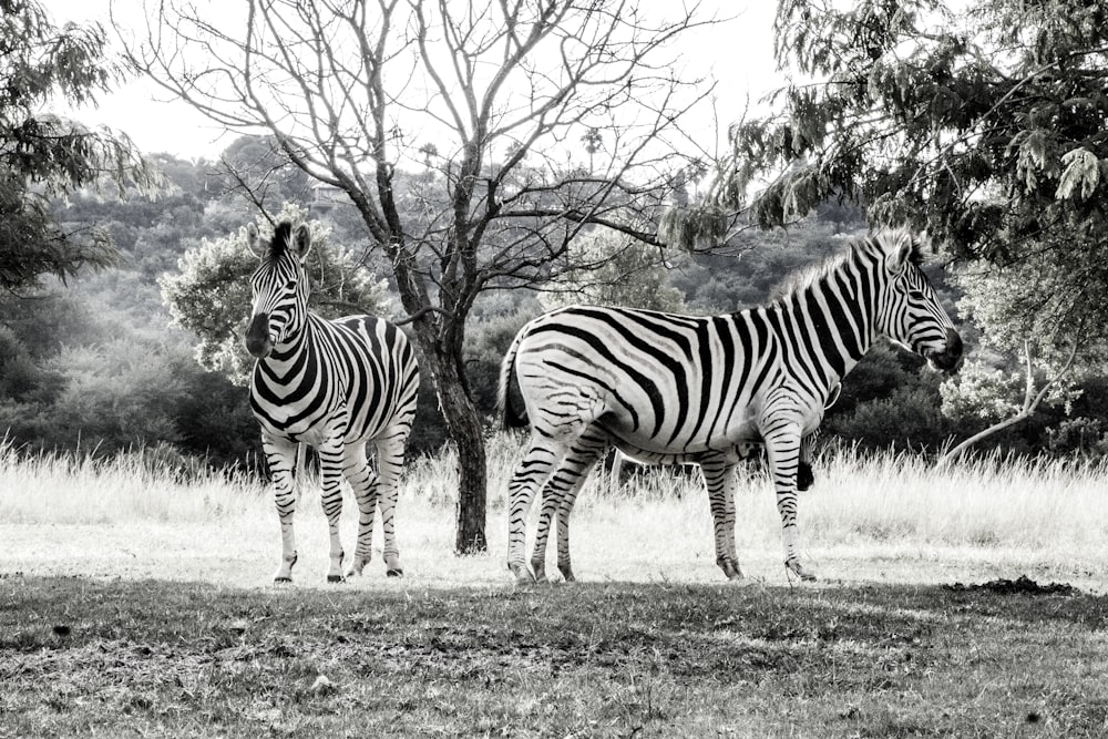 zebra standing on green grass field during daytime