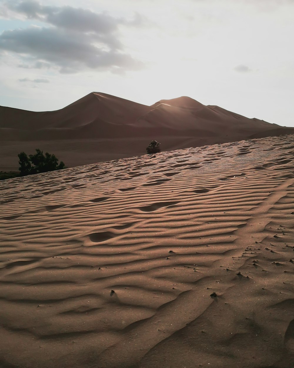 brown sand field near green trees during daytime