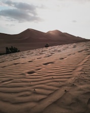 brown sand field near green trees during daytime