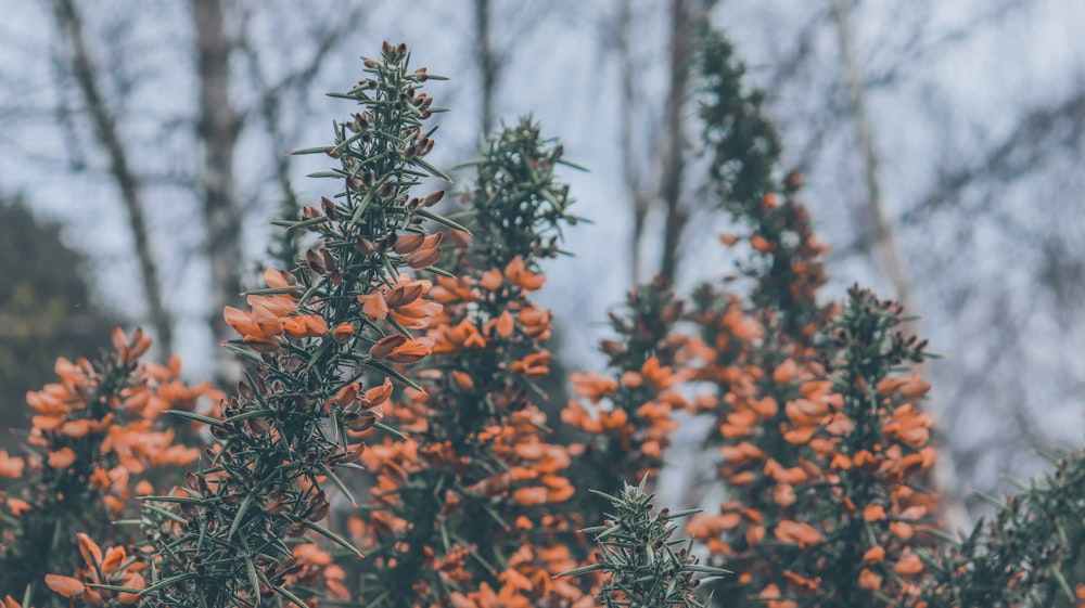 orange flowers on green tree