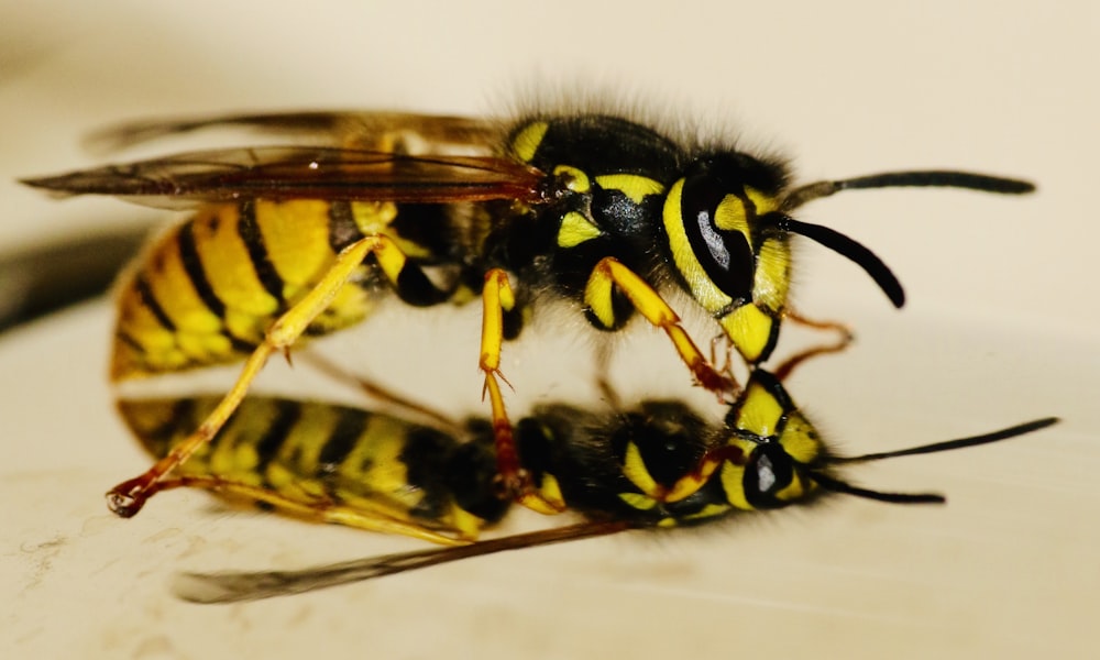 yellow and black wasp in close up photography
