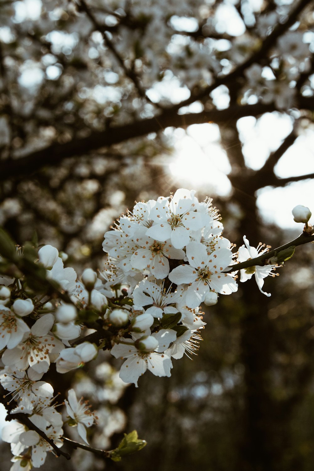 white flowers on brown tree branch