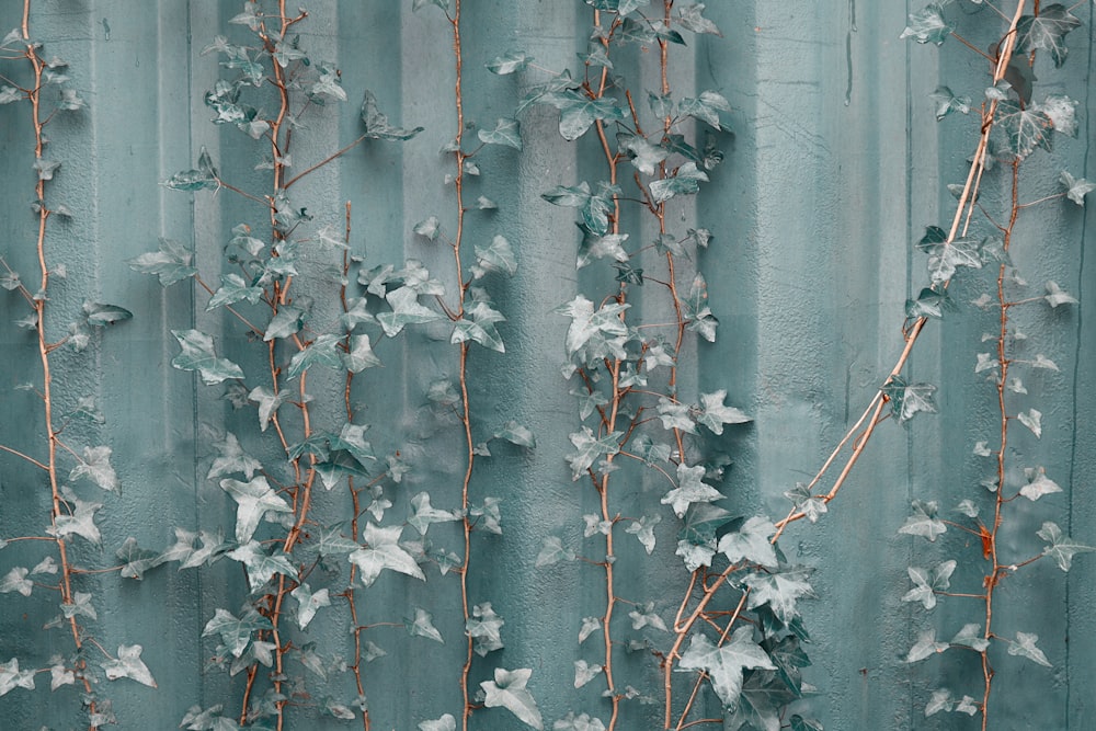 red leaves on white wall