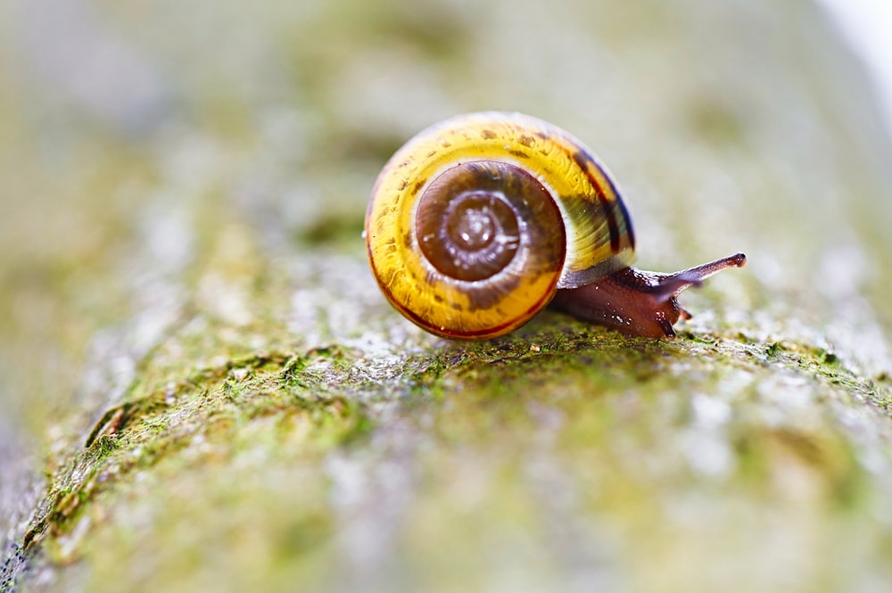 brown snail on green moss in tilt shift lens