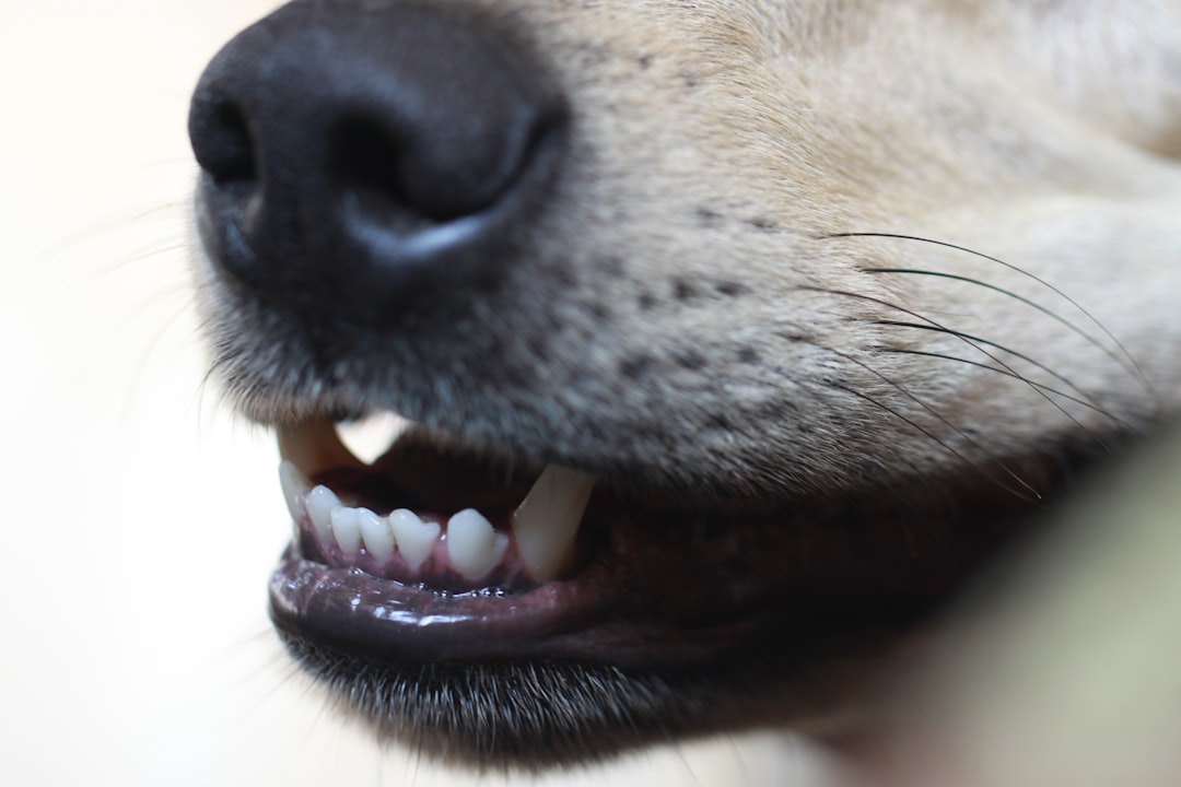 brown short coated dog showing tongue