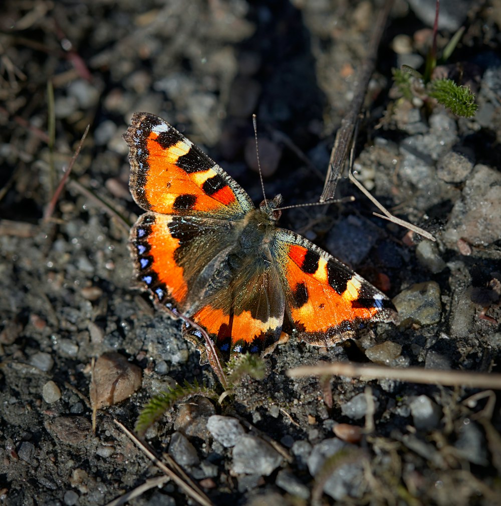 brown black and white butterfly on brown and green plant