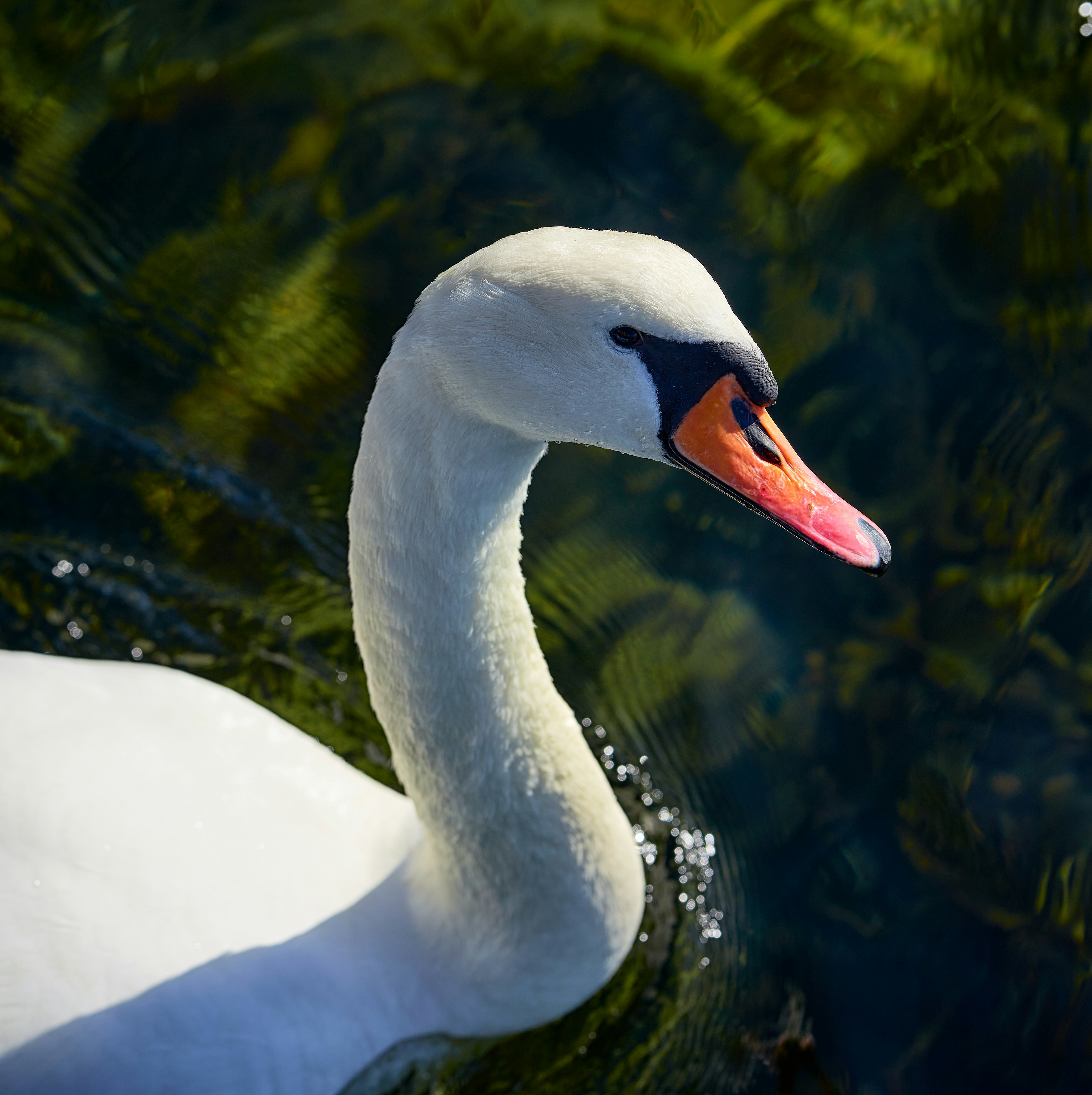 Photo by vidarnm
