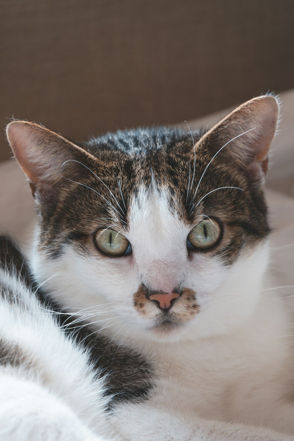 white and brown tabby cat