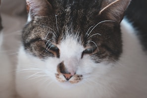 A close-up of a cat’s face with whiskers twitching and a tiny pink nose, radiating charm