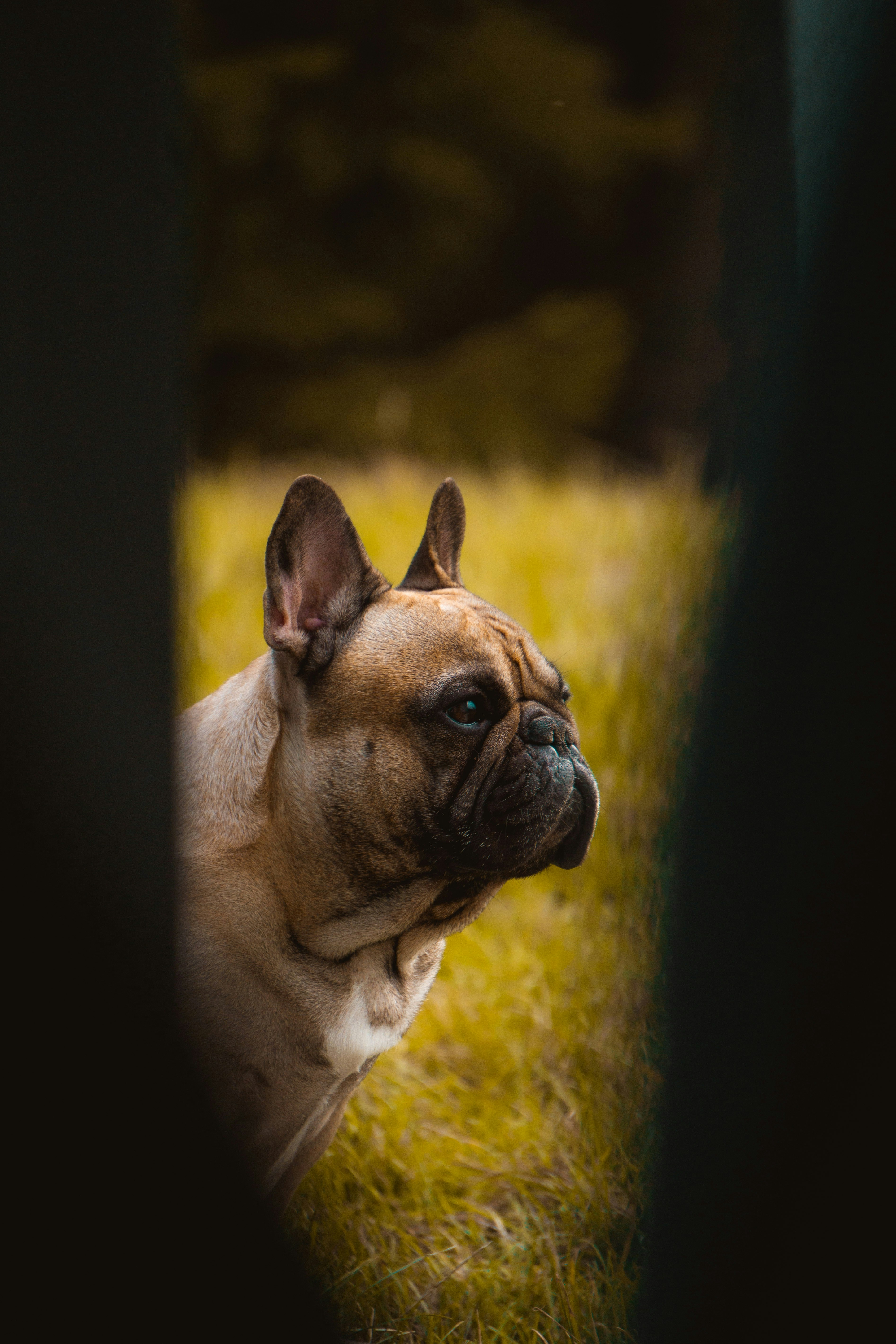 fawn pug on yellow grass field