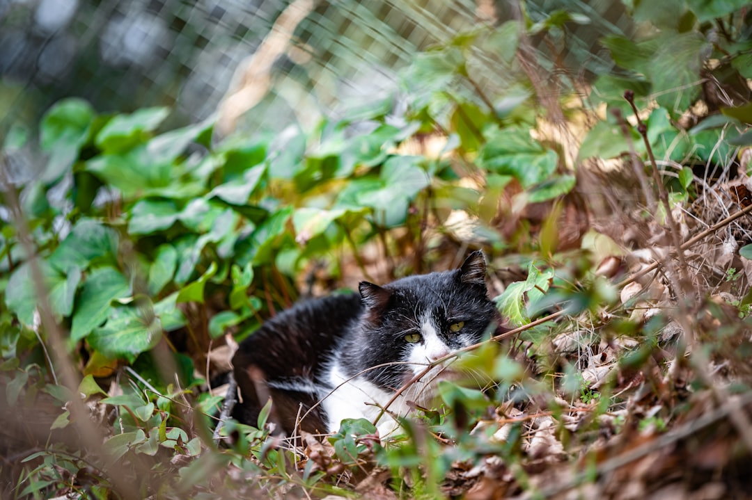 tuxedo cat on brown dried leaves during daytime