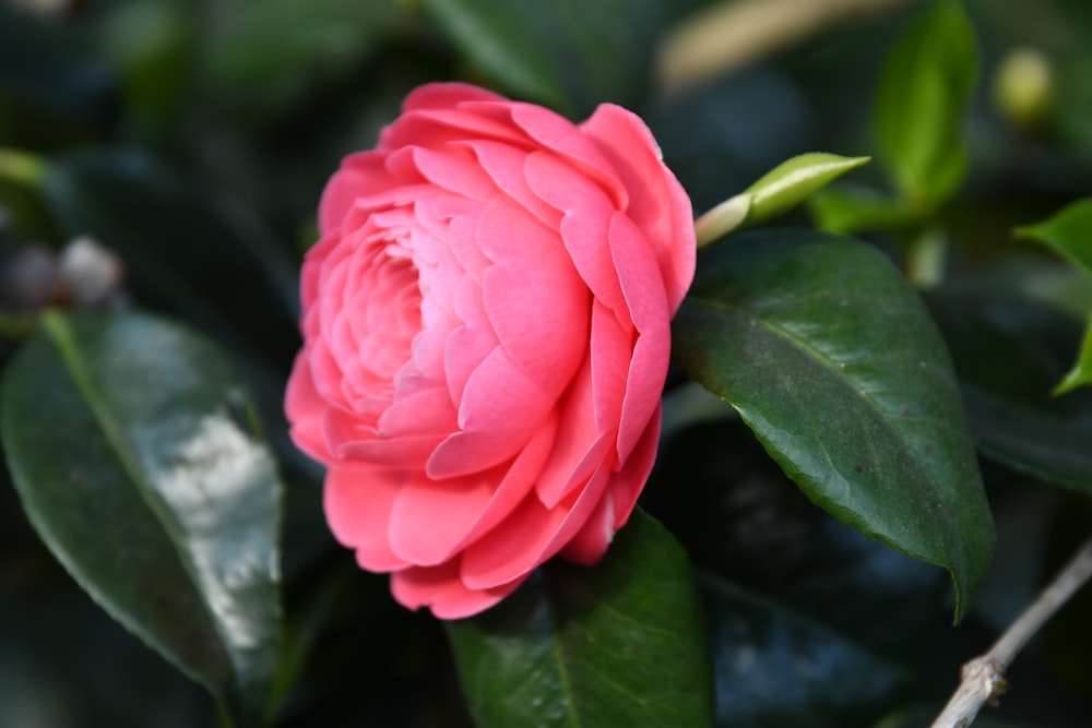 pink rose in bloom during daytime