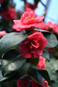 Bright red camellia flowers bloom vibrantly among lush green leaves, with soft lighting highlighting their delicate petals.