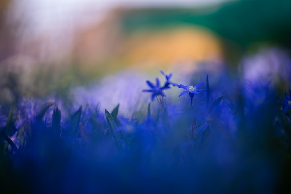 blue flower in green grass field