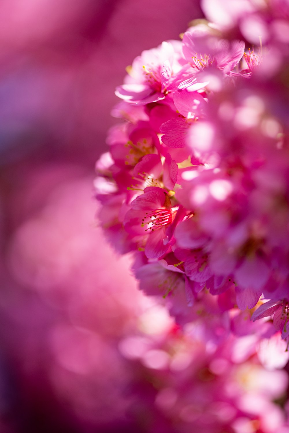 pink and white flower in tilt shift lens