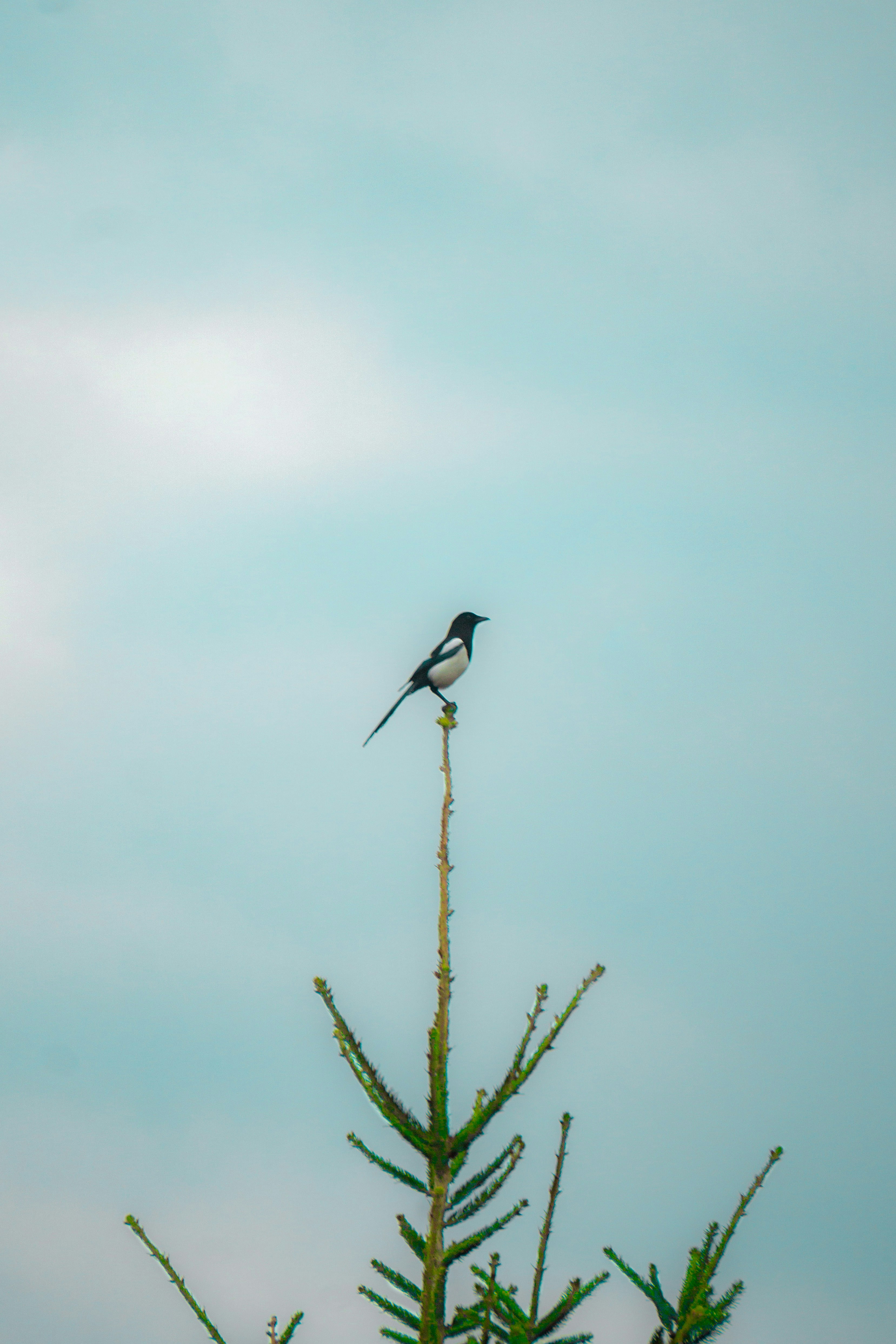 Photo by davidbenesph