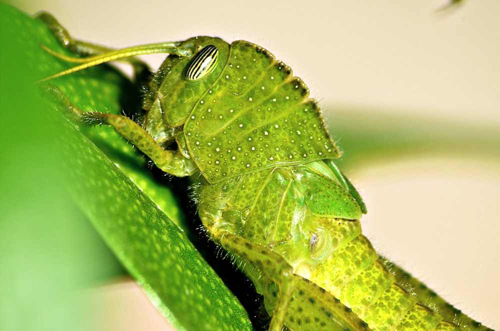 green grasshopper perched on green leaf in close up photography during daytime