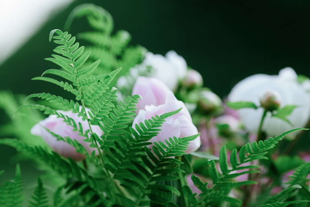 white flower with green leaves