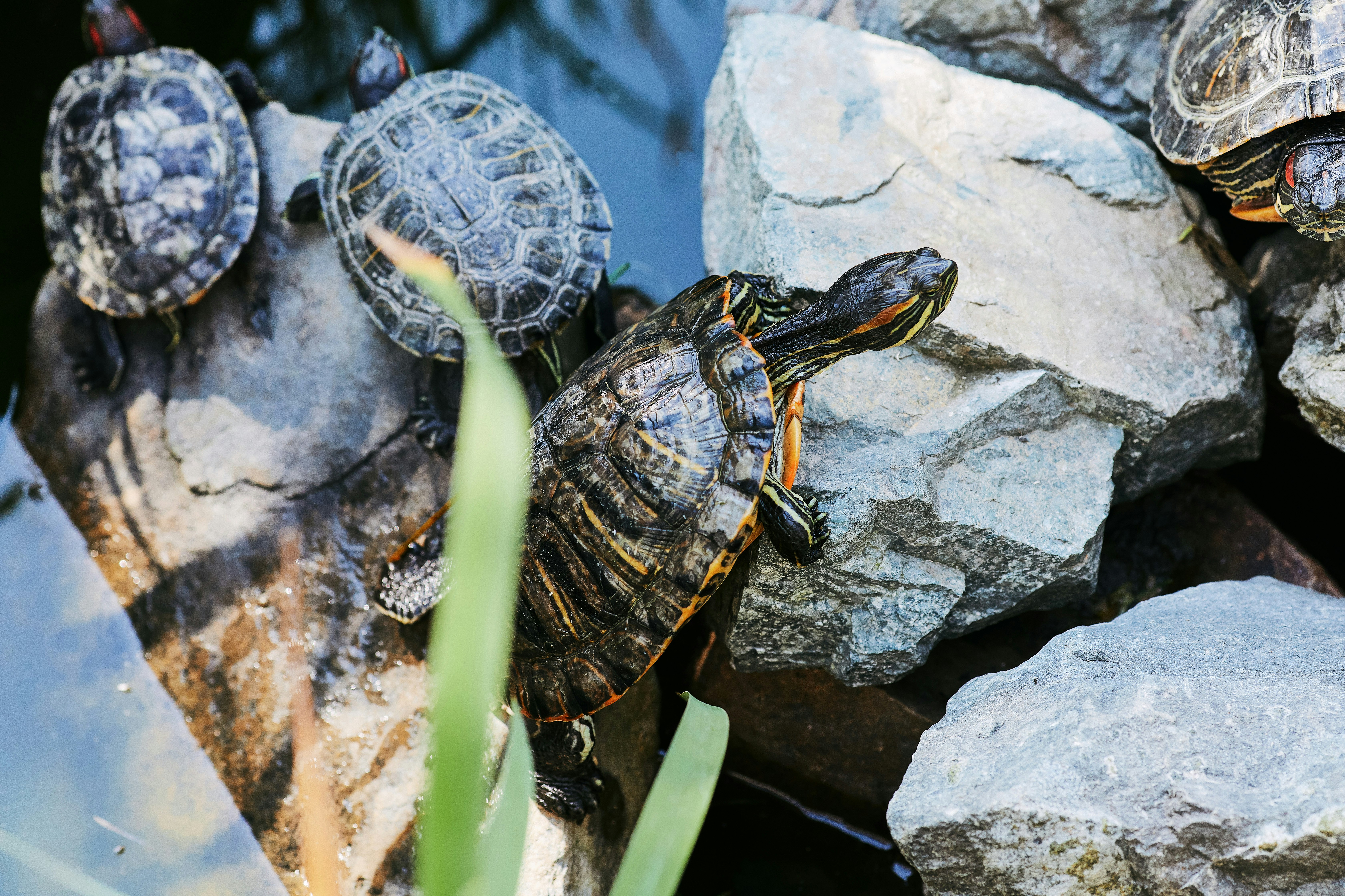 black and yellow turtle on gray rock