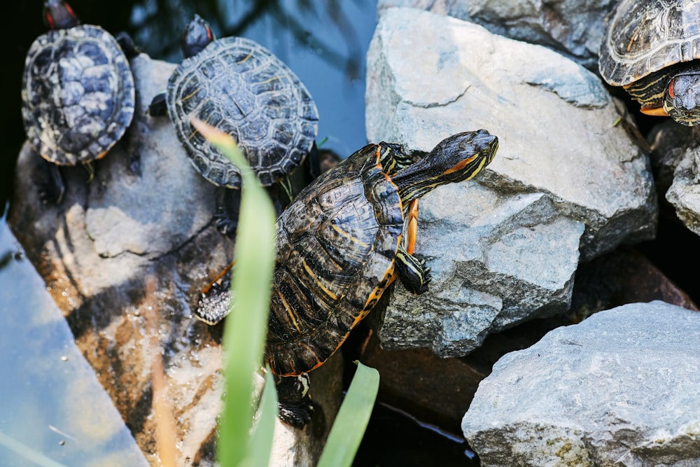 black and yellow turtle on gray rock