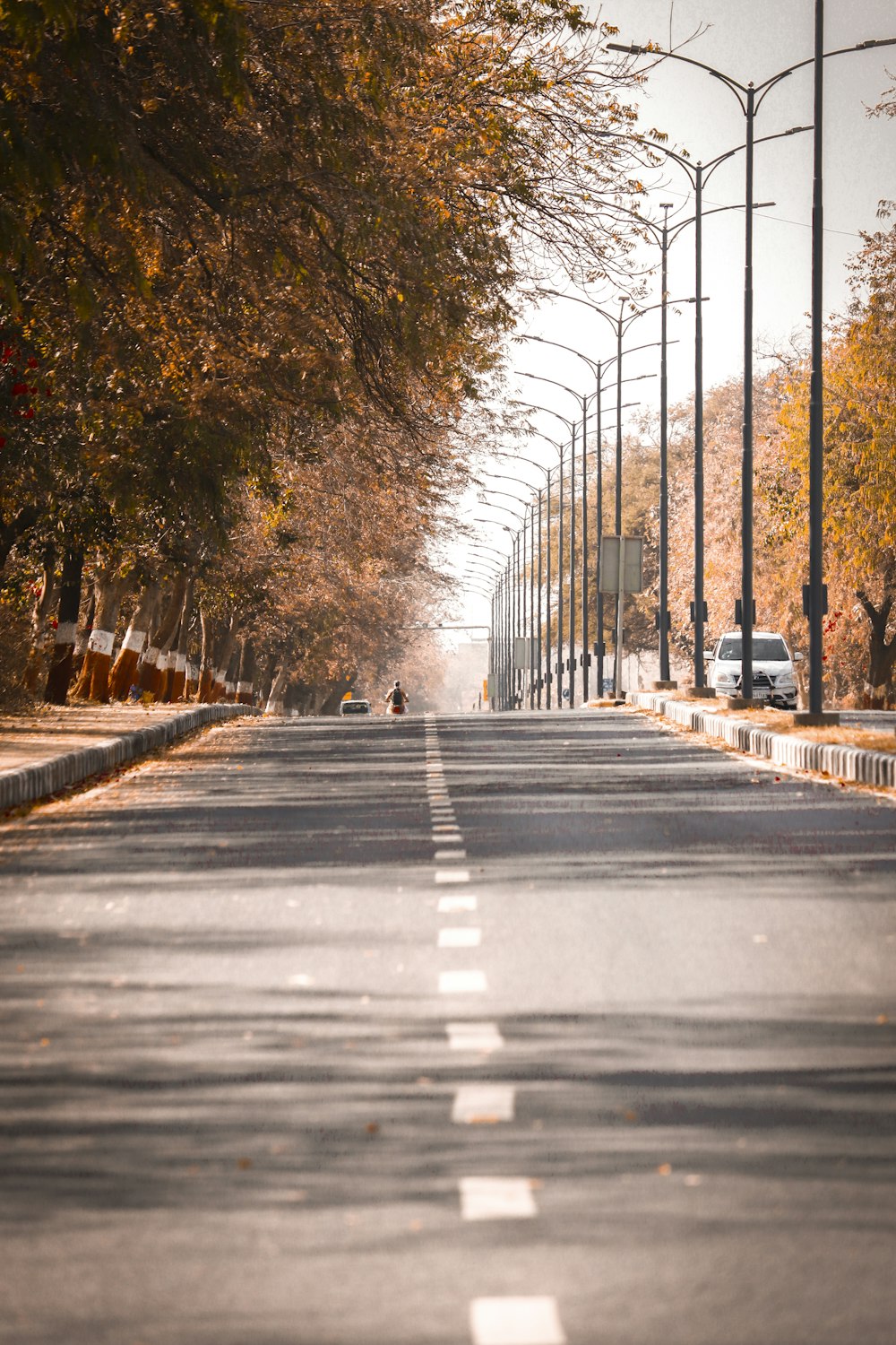 gray concrete road between trees during daytime