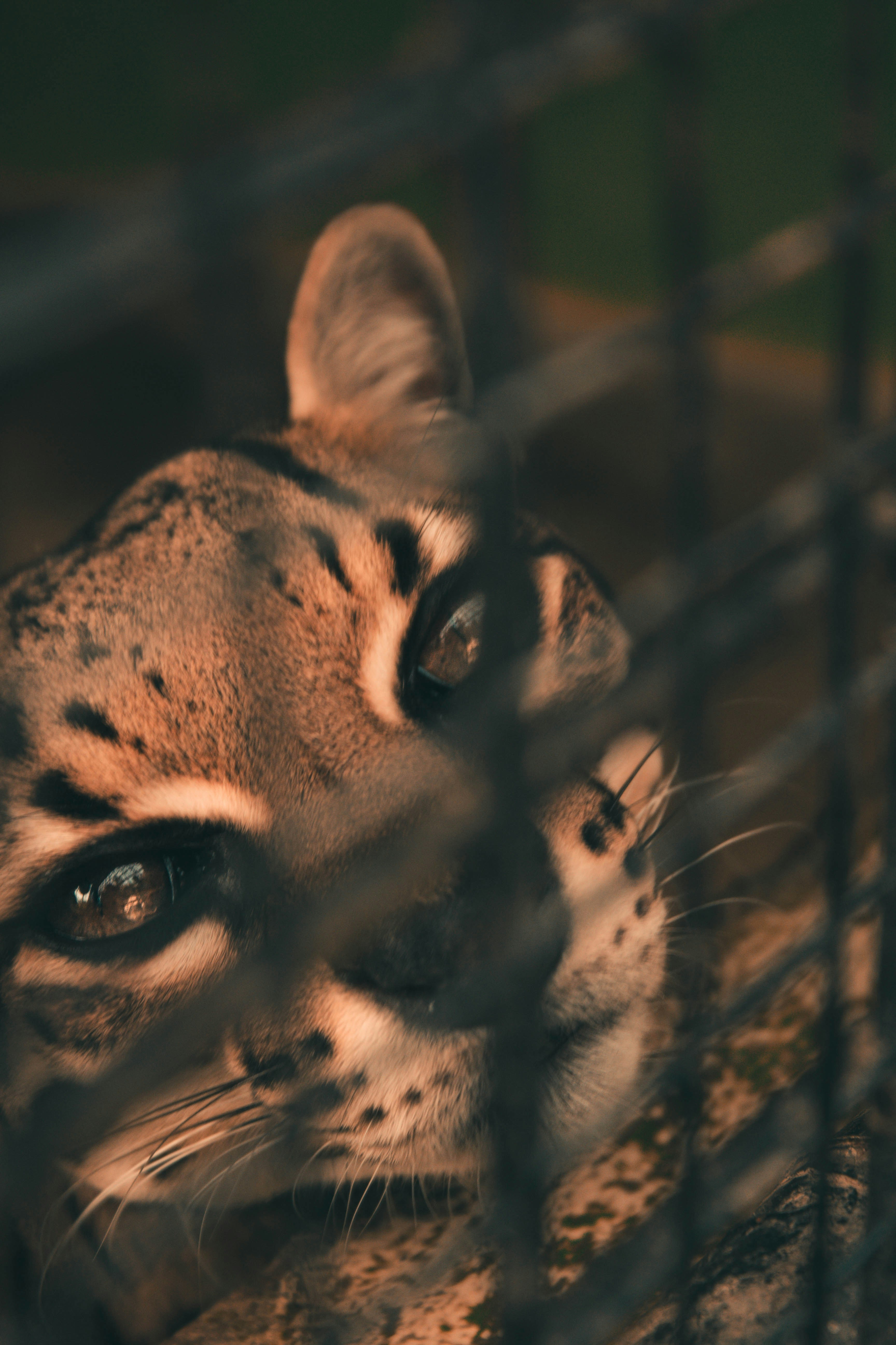 El Ocicat – Razas de Gatos