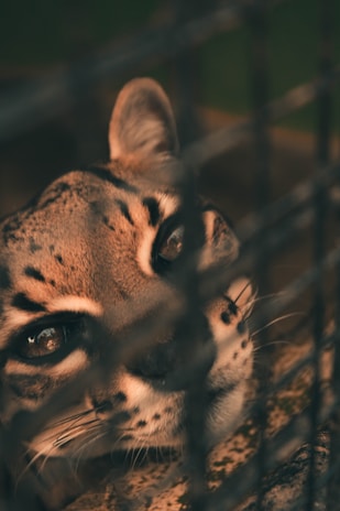 A close-up of an ocelot's face, peering through the bars of a cage. The feline has distinct, dark spots on its light brown fur, with large, expressive eyes and prominent whiskers.