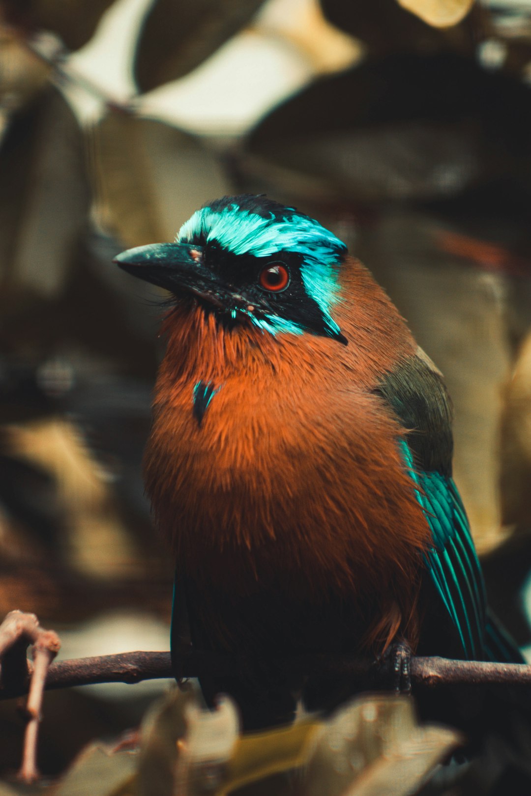 blue and brown bird on brown tree branch