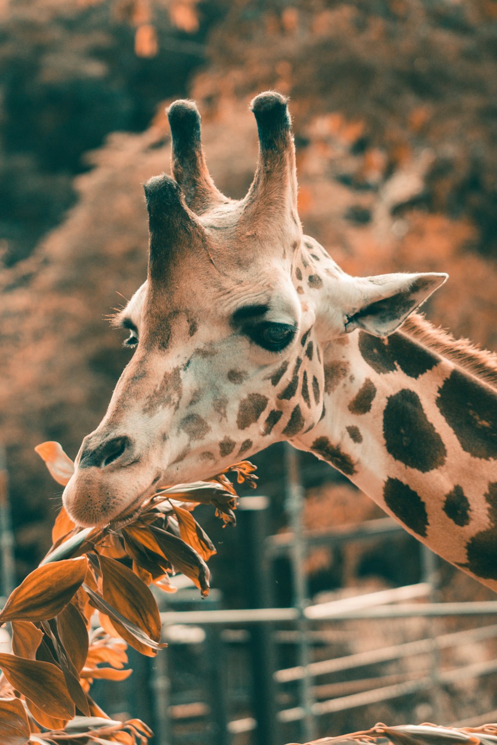 giraffe eating brown dried leaves during daytime