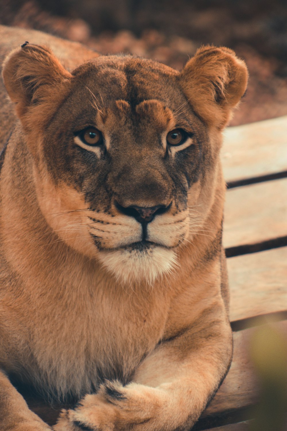 brown lioness lying on wooden floor during daytime