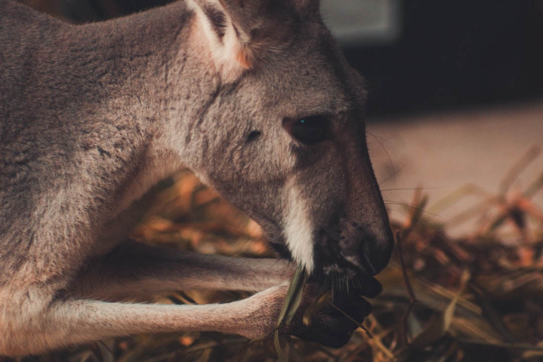brown kangaroo lying on brown dried leaves