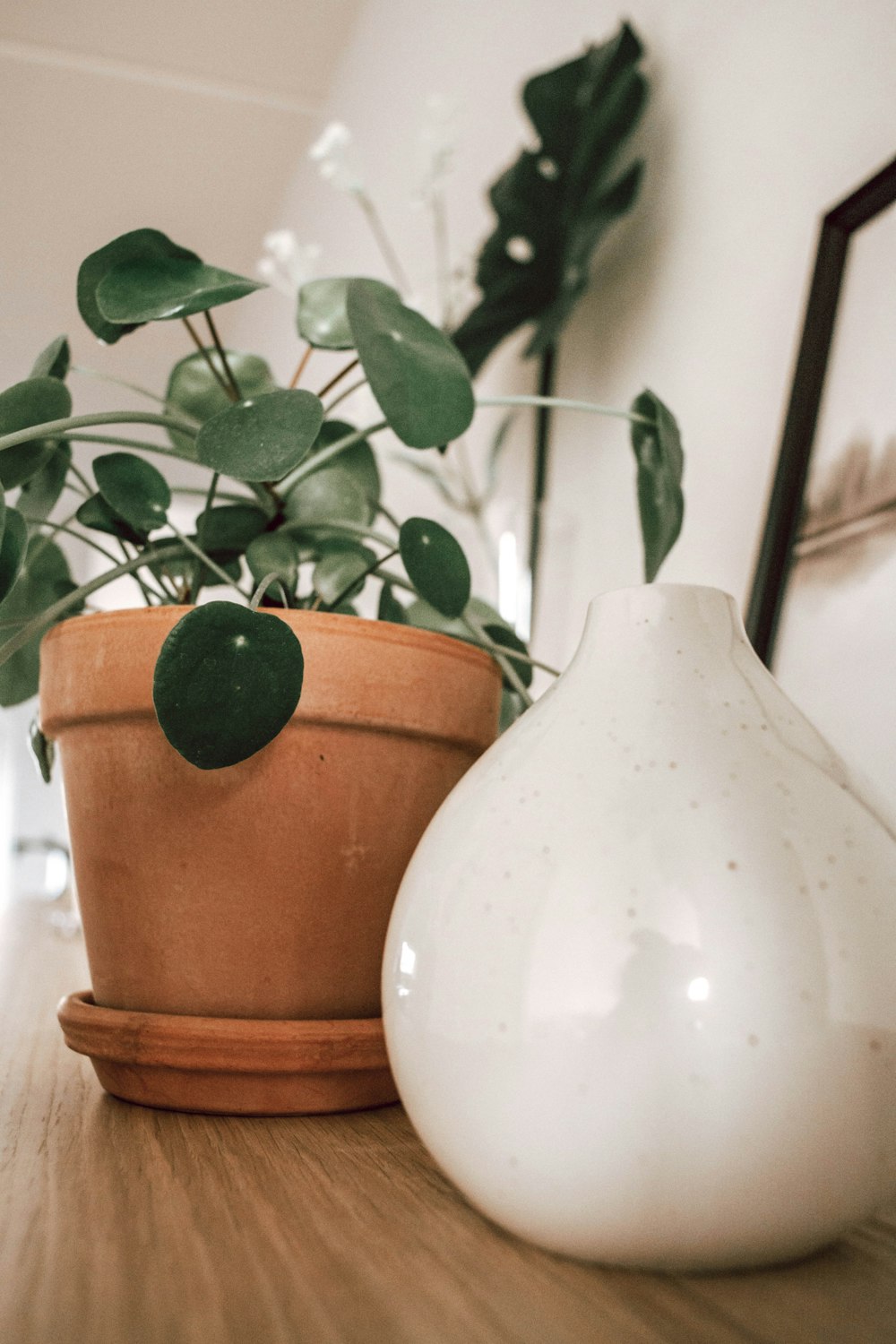 weiße Keramikvase mit grüner Pflanze