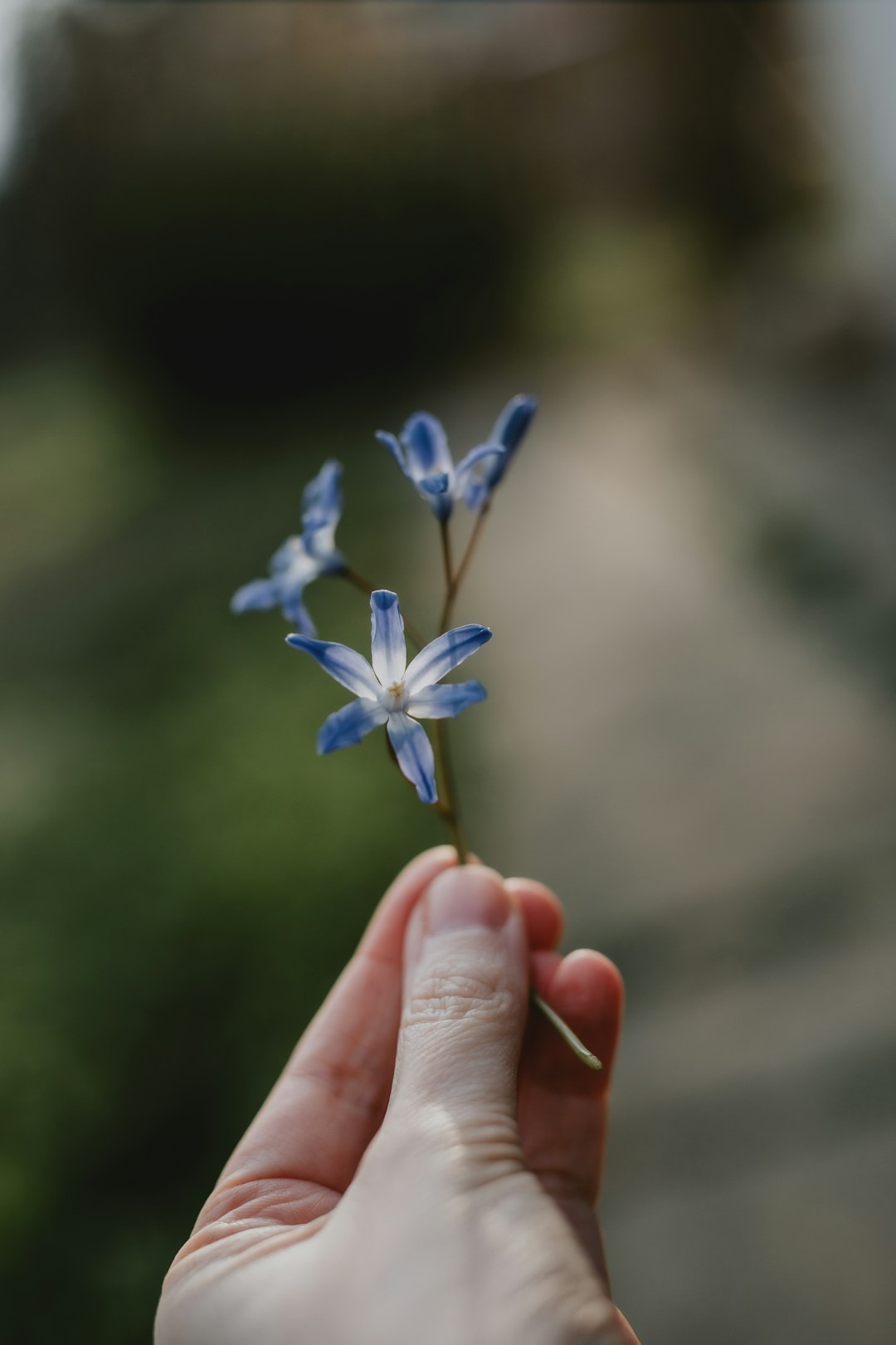 blue and white flower in persons hand