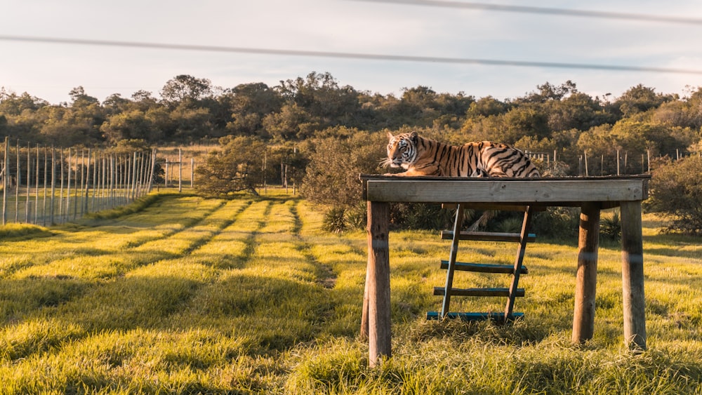 tigre sdraiata su un tavolo di legno marrone durante il giorno