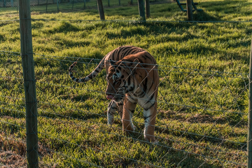 tigre brun couché sur l’herbe verte pendant la journée