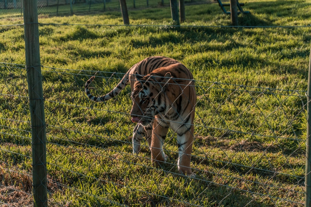 Tigre marrón acostado en la hierba verde durante el día