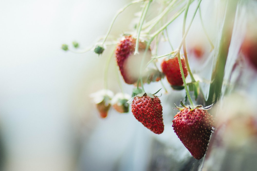 red strawberries in tilt shift lens