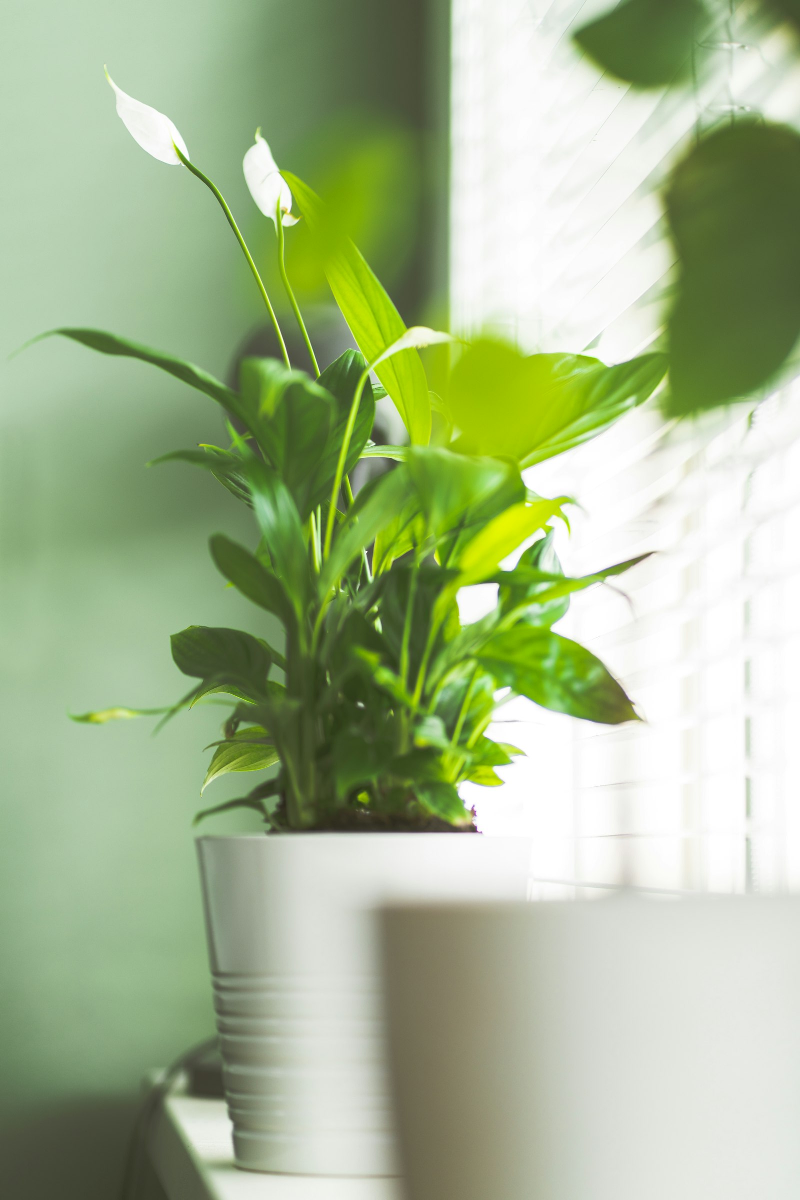 Sony a7R II + Sony FE 85mm F1.8 sample photo. Green plant on white photography