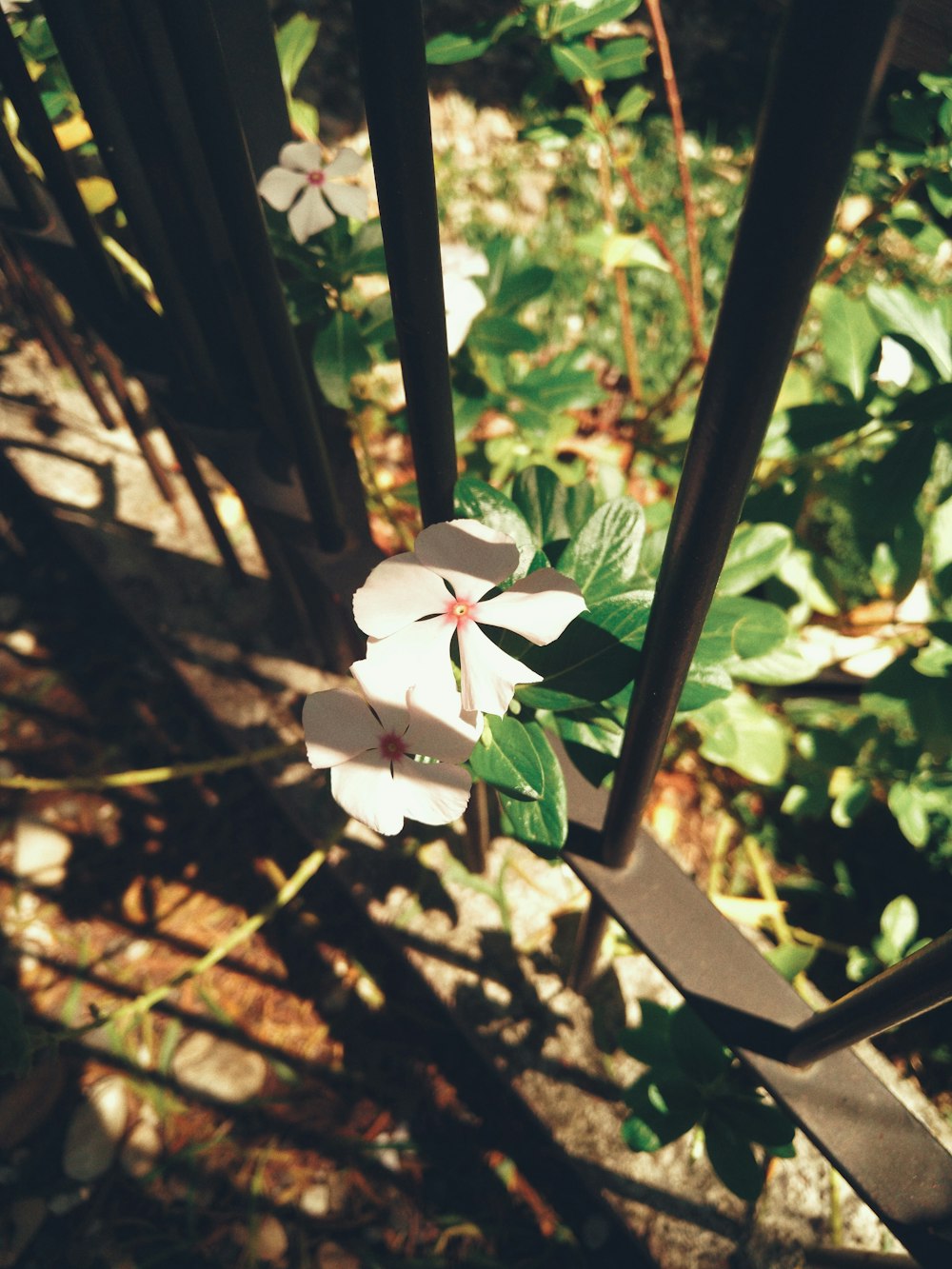 white flower with green leaves