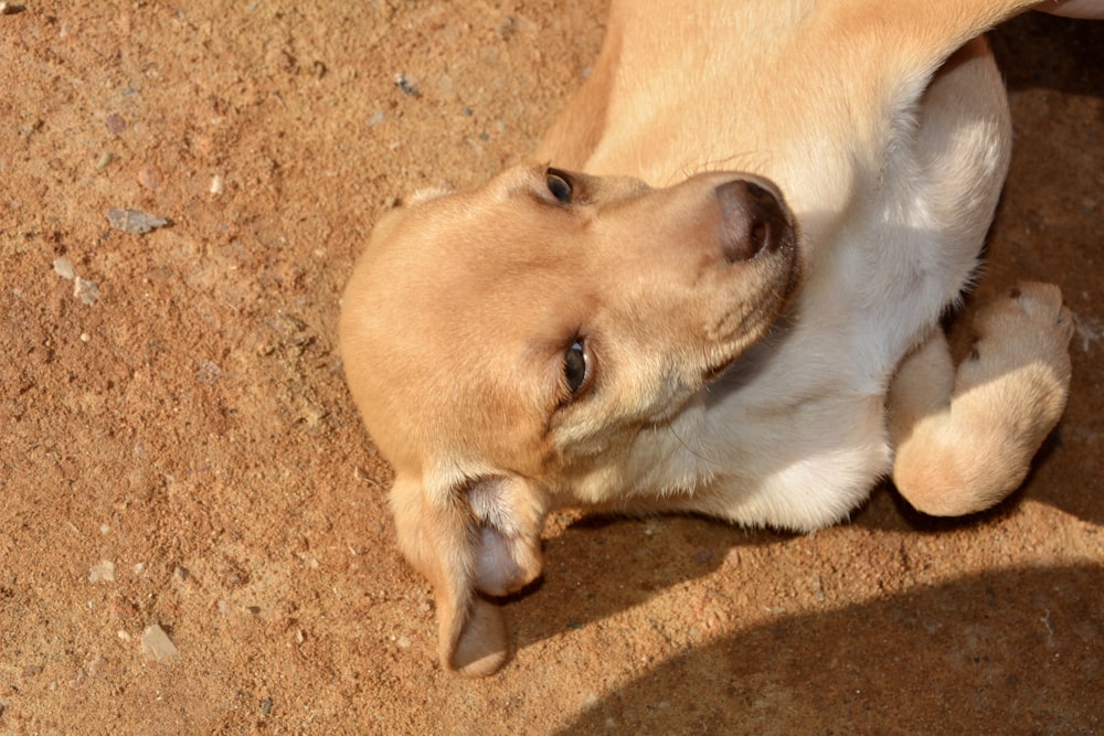 Labrador Retriever jaune couché sur un tapis brun