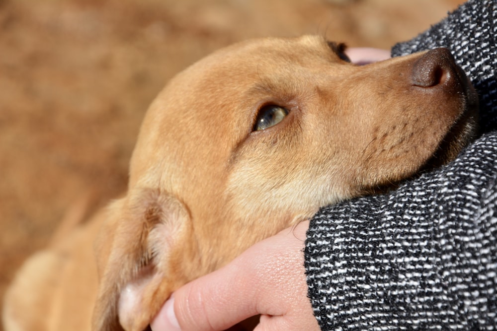 brown short coated dog on persons hand