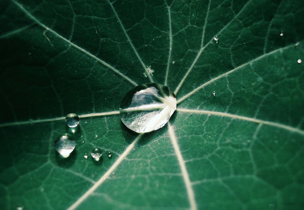 green leaf with water droplets