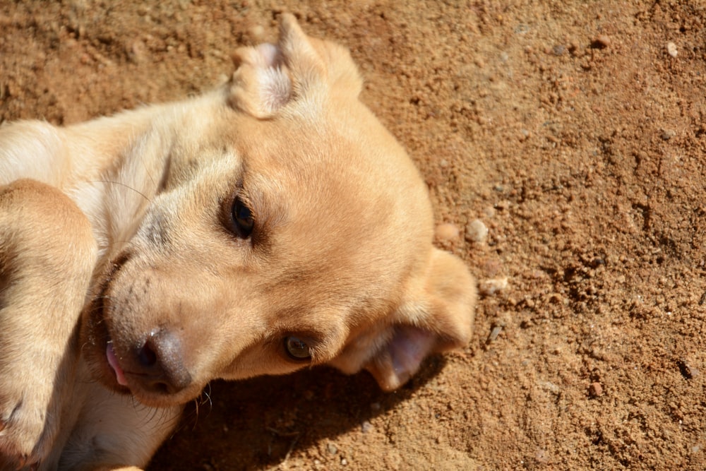 brown short coated dog lying on brown sand