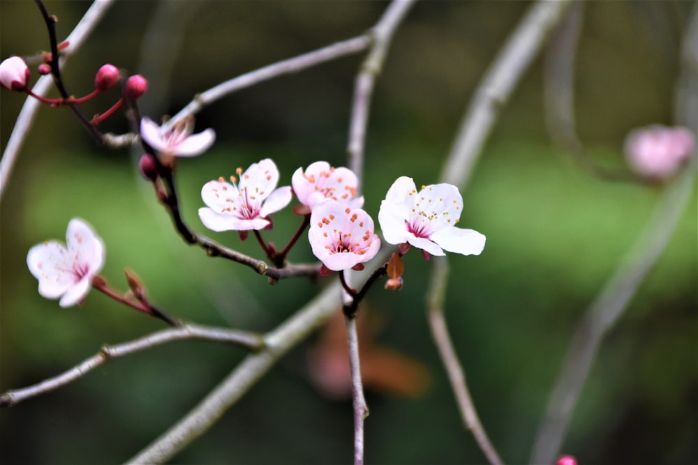 pink and white flower in tilt shift lens