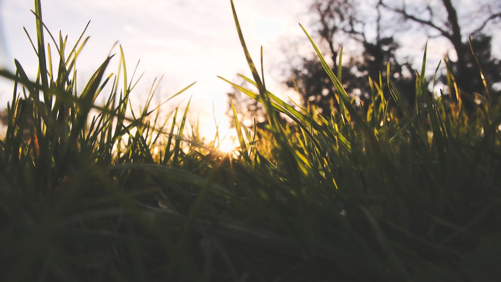 green grass field during daytime