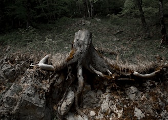A large tree stump rests atop rocky terrain, with sprawling roots extending across the ground. The surrounding area is covered in dense foliage and vegetation. The scene is set in a forest, with trees in the background.