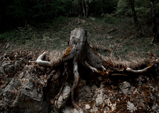 brown tree log on ground in Lausanne Switzerland