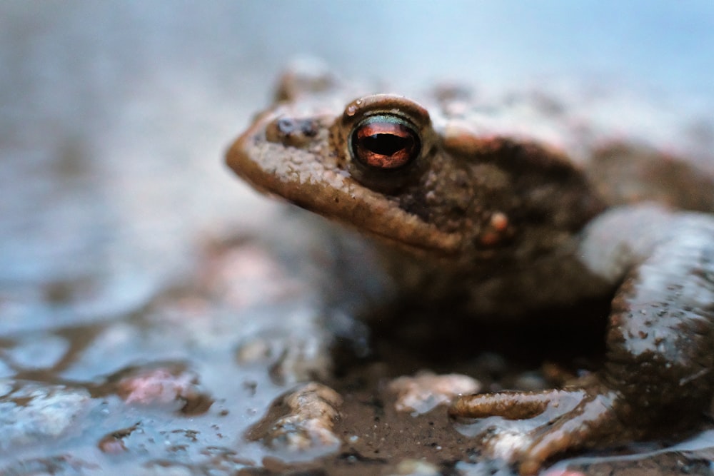 brown frog on gray rock