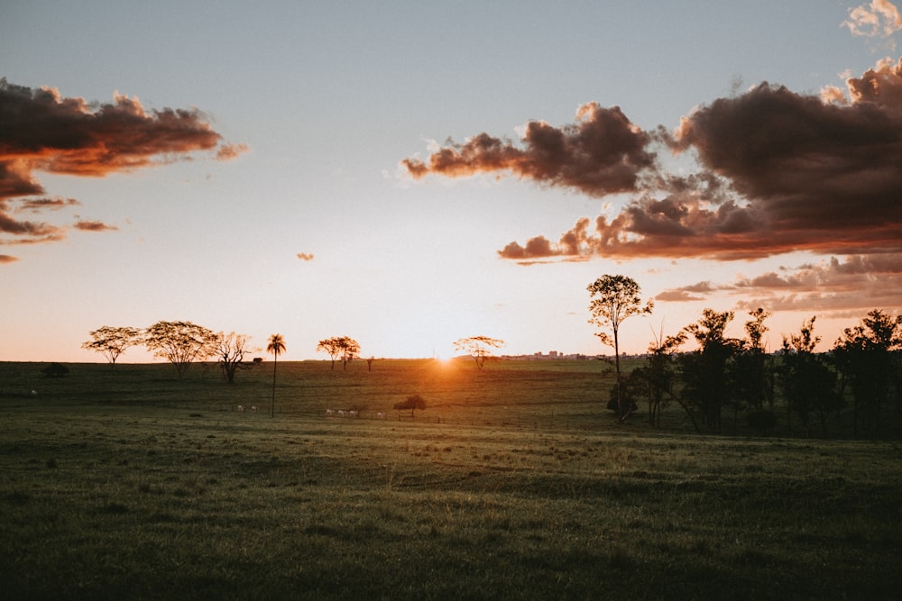 green grass field during sunset